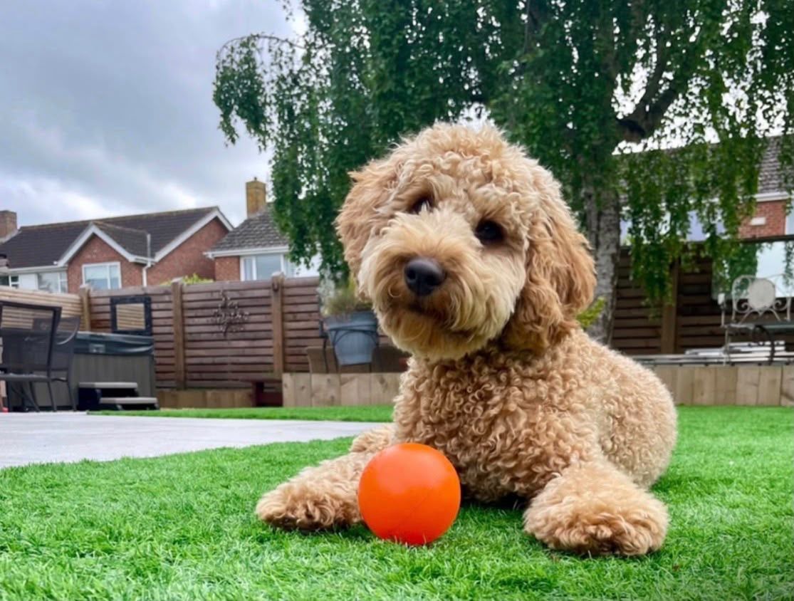 A cockapoo lying on the lawn with an orange ball in the garden
