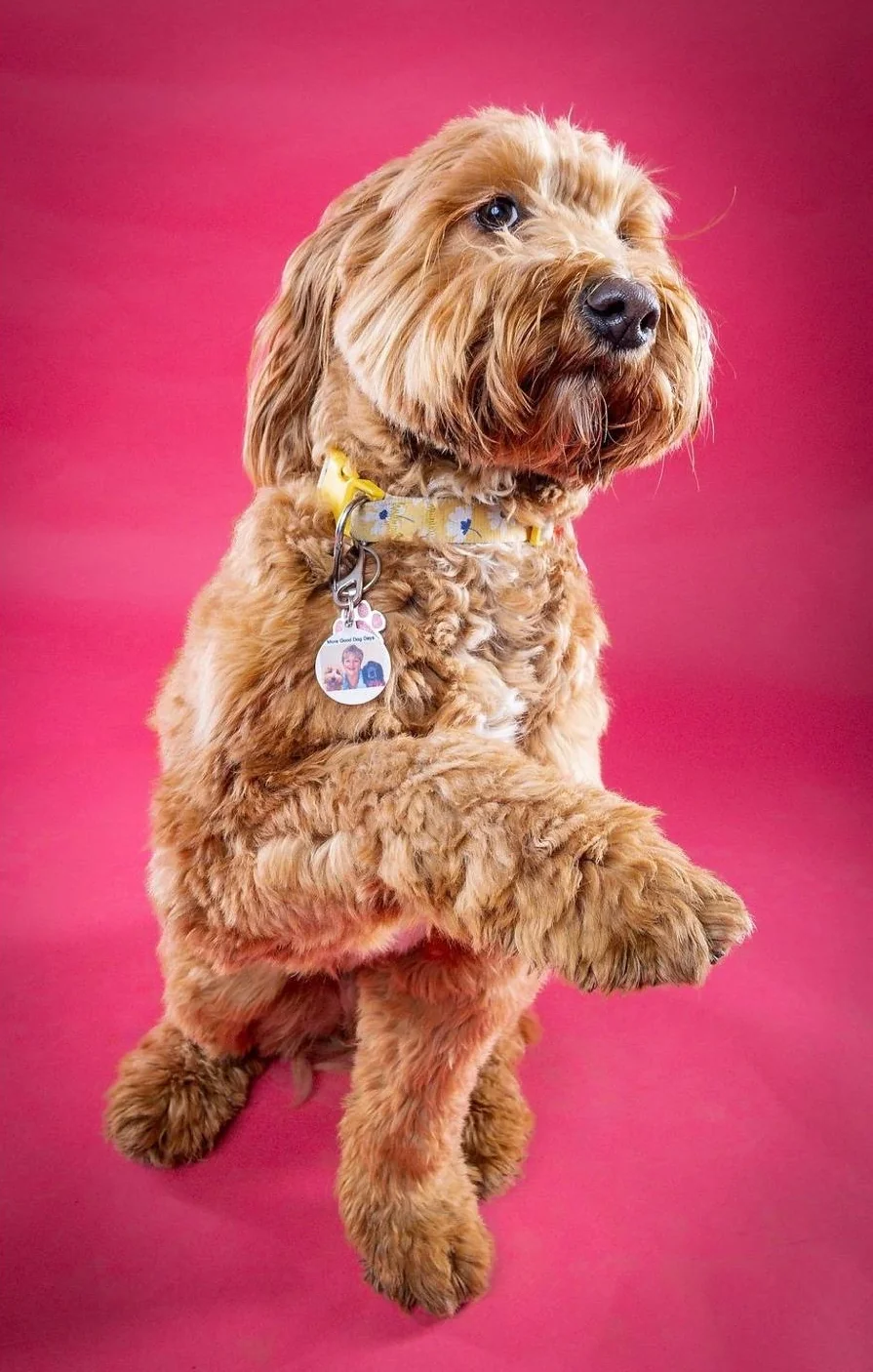 A golden dog sitting up with its front paws raised against a pink studio backdrop