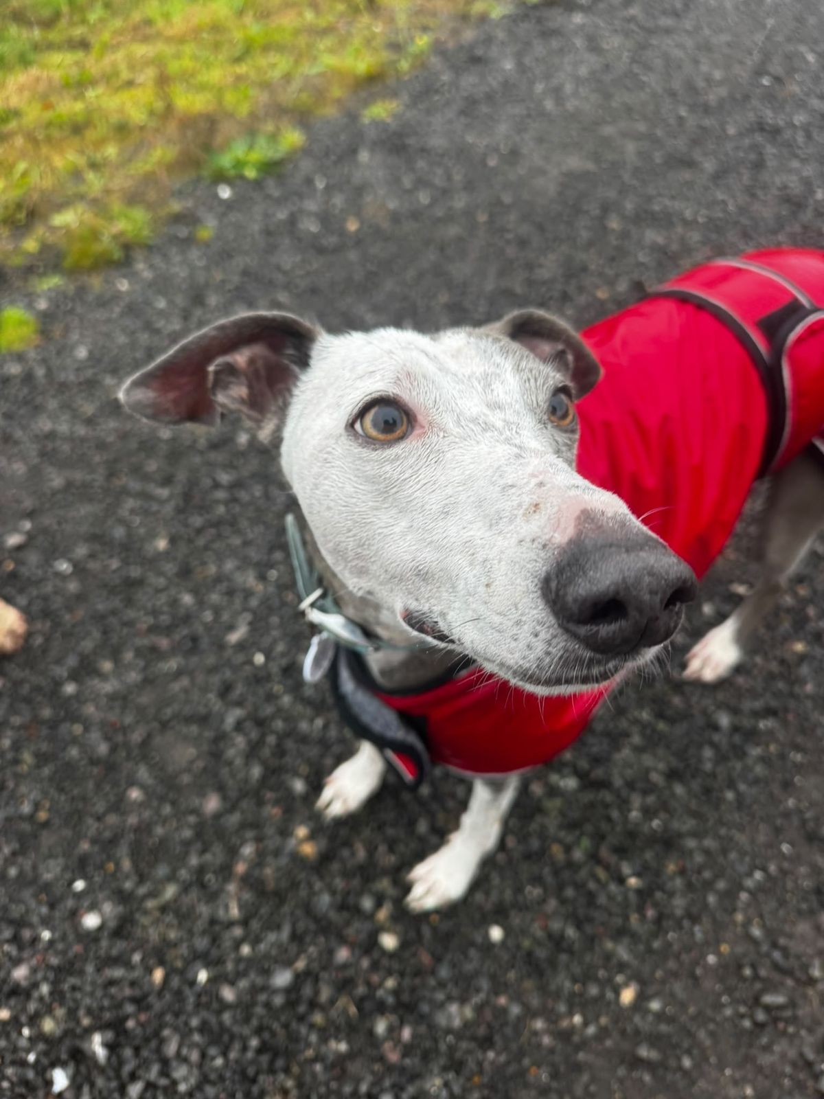 A lurcher in a smart red coat out on an adventure in Wiltshire