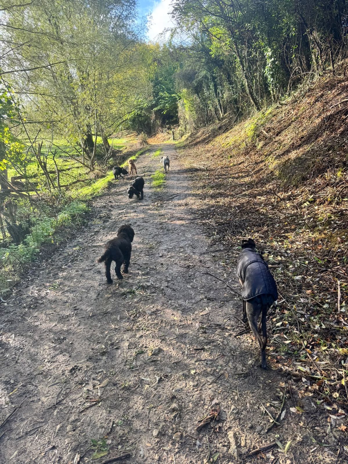 The pack walking together through the woods on an adventure in Wiltshire