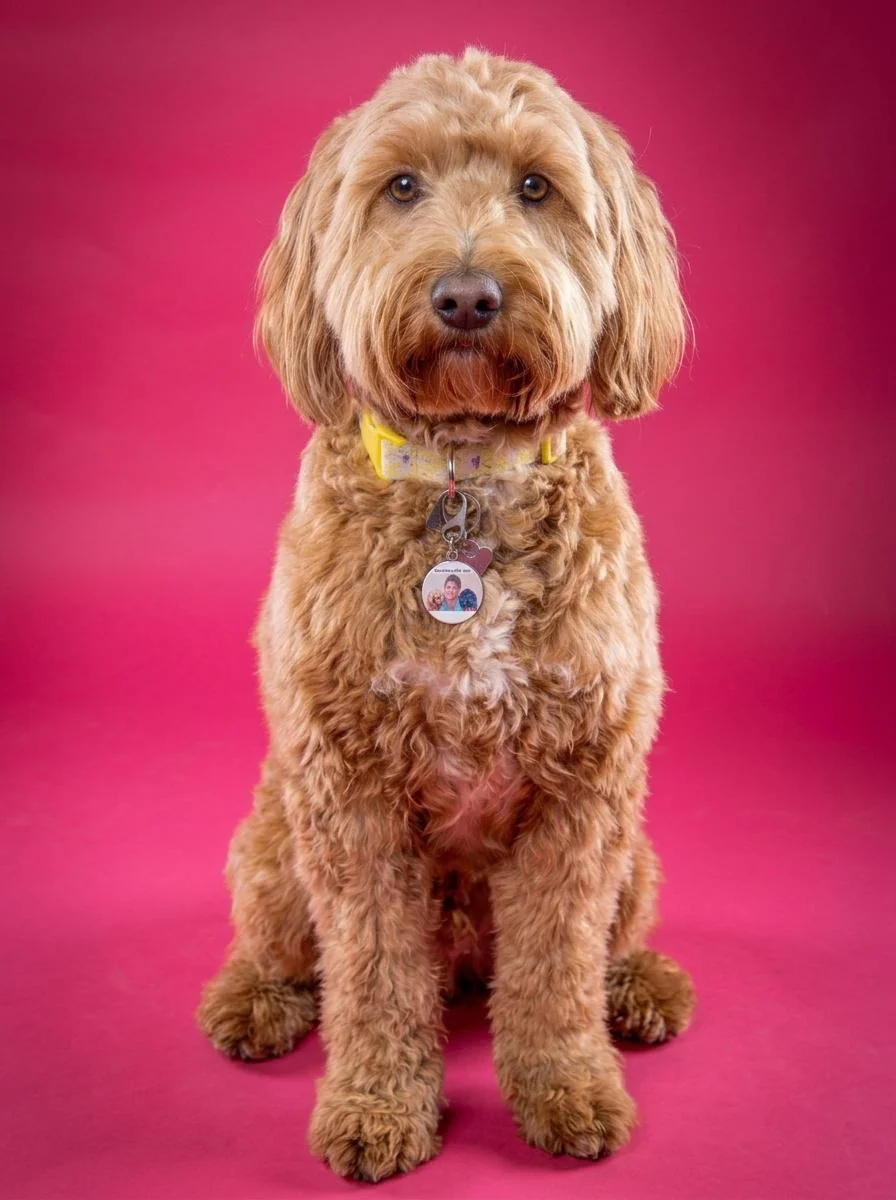 Indie, a three-year-old labradoodle, sitting against a pink studio backdrop