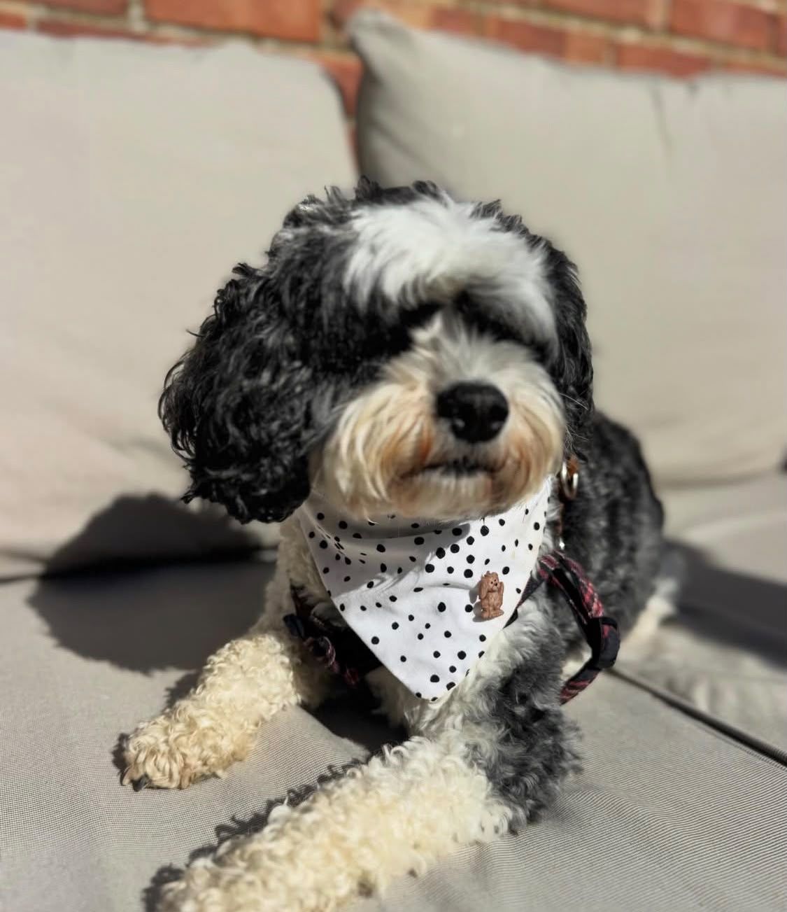 A cavapoo in a polka dot bandana relaxing at our family home