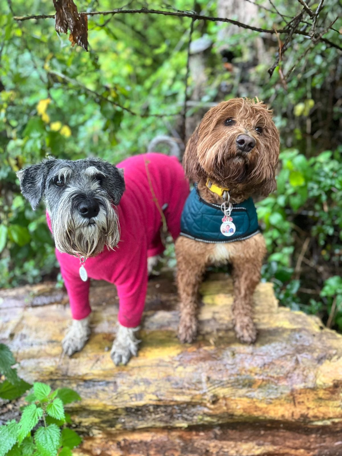 Dogs in their coats, dressed for the weather on a countryside adventure
