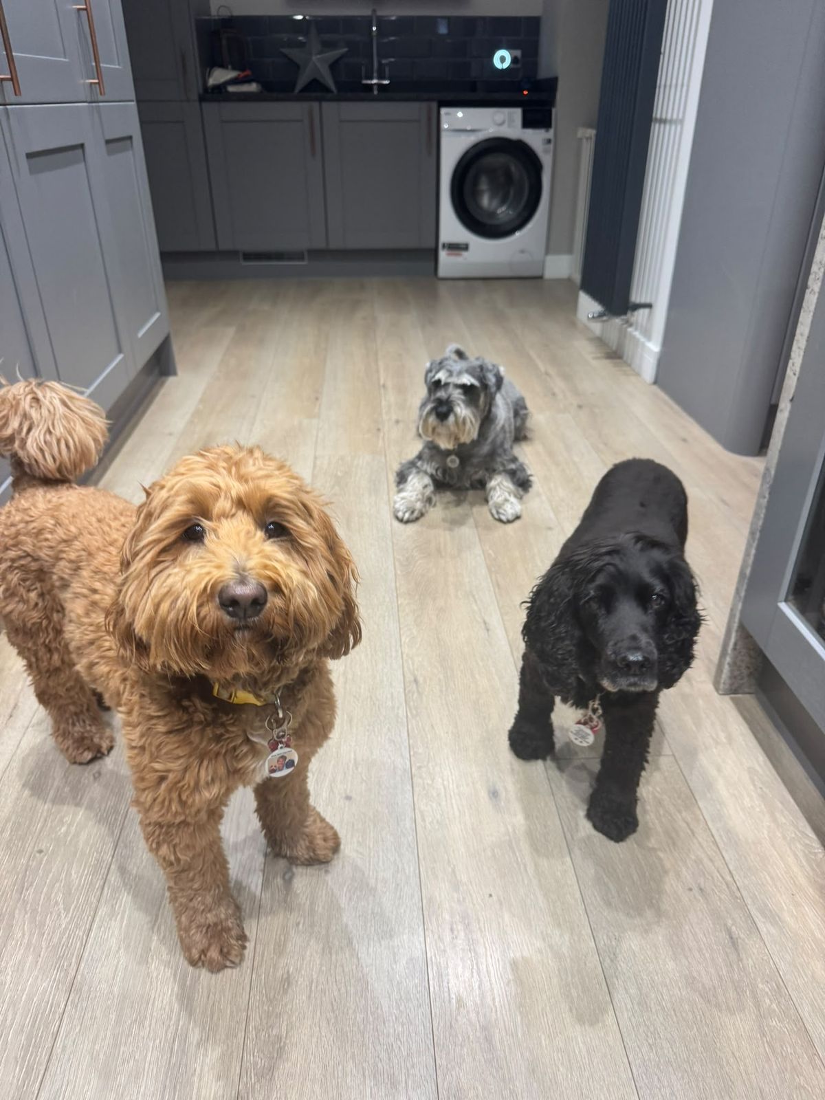 Dogs gathered in the kitchen at our family home, hoping for a treat