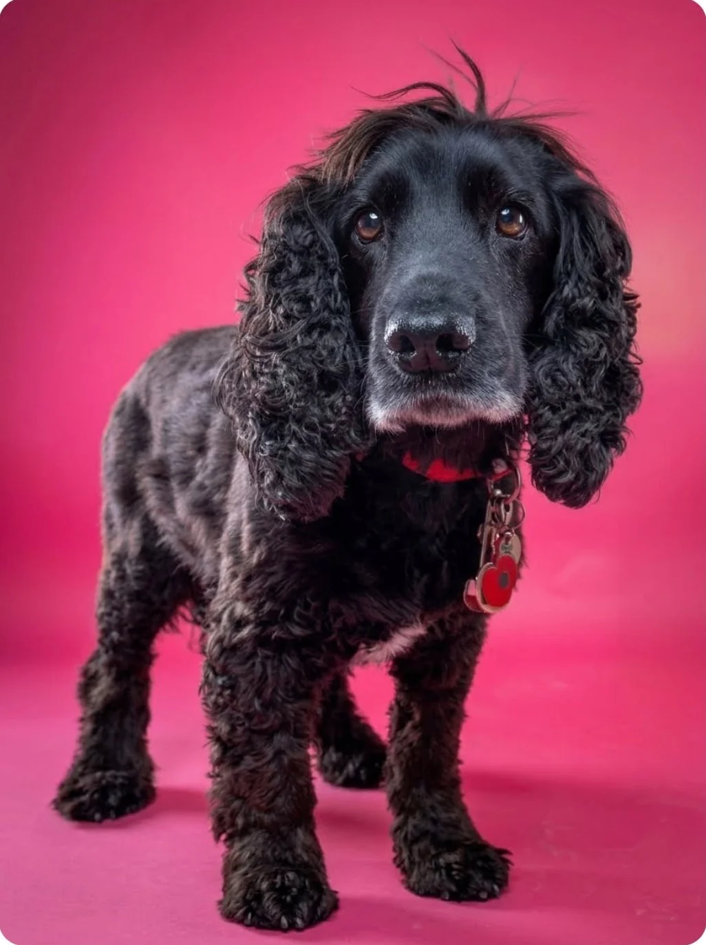 Poppy, Trina's 14-year-old black spaniel, standing against a pink studio backdrop